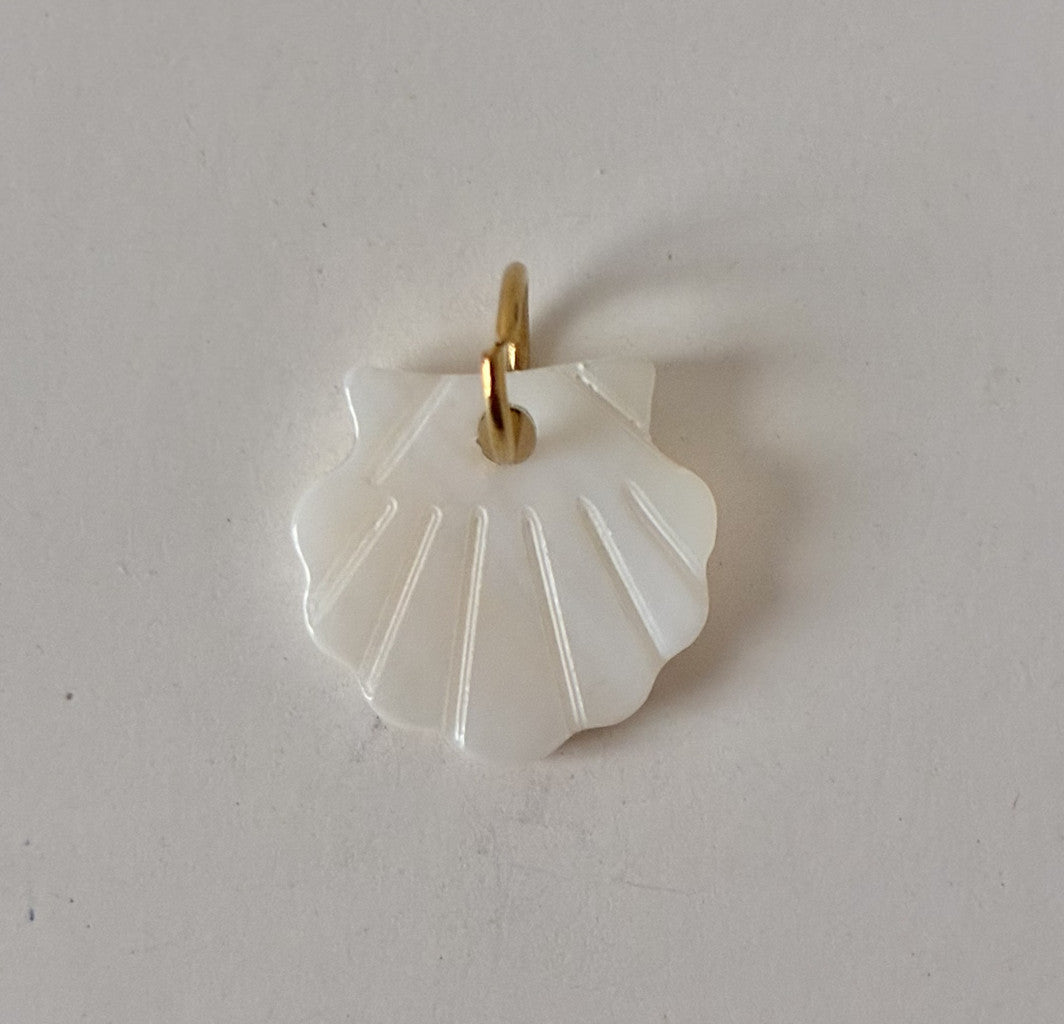 Coquillage blanc