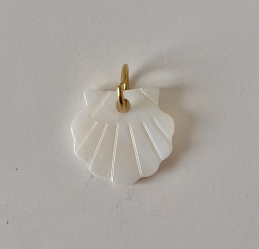 Coquillage blanc